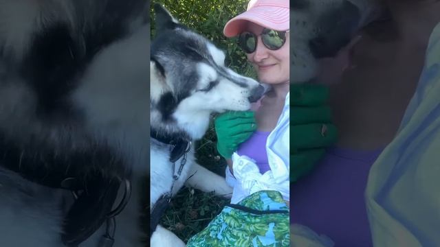 Хаски Белла и волонтёр Ольга  - прогулка в жаркий день (