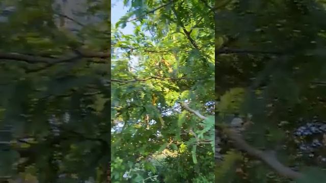 гигантская акация