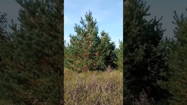 Ай кара каш , кара куз.