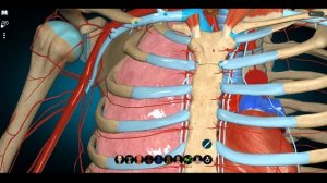 СИСТЕМА ВЕРХНЕЙ ПОЛОЙ ВЕНЫ. Верхняя полая вена или Vena c