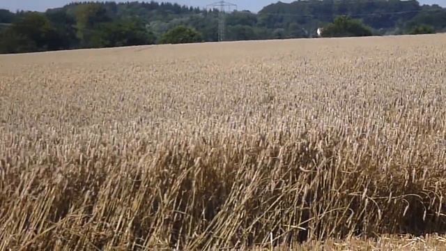1. Gute Ernte, Weizen  Good harvests, хороший урожай