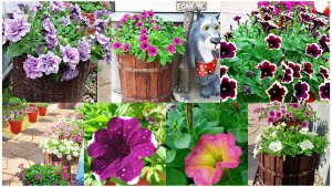 Красота моих петуний. Обзор. Какие сорта и расцветки выращиваю в сезоне 2025.