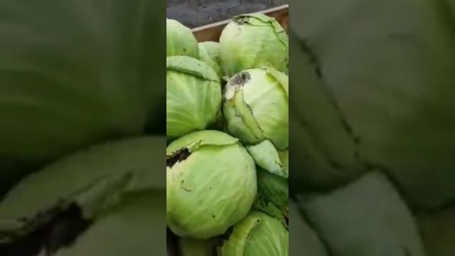 Капуста оптом
