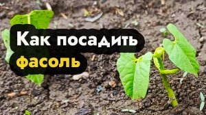 Как посадить фасоль - садим и выращиваем спаржевую и стручковую фасоль в Сибири, Урале и ДВ