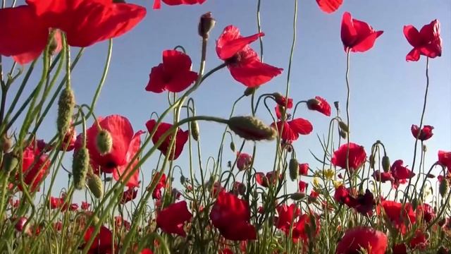 Где твоя заначка?! Я эти деньги маме на ремонт пообещал