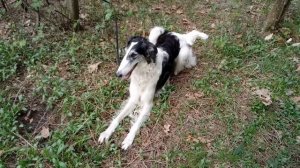 Русская псовая борзая. На фотосессию 89167021108