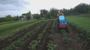 окучивание картофеля 2025