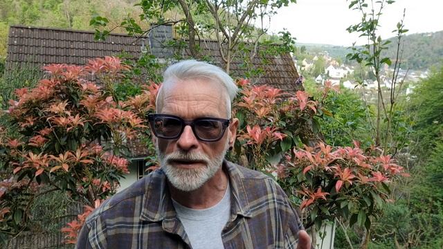 Пиерис японский (Pieris Japonica) маленькие секреты / Игорь Би