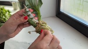 Обзор и пересадка орхидей морковок | Clowesia от BBB orchids #orchi