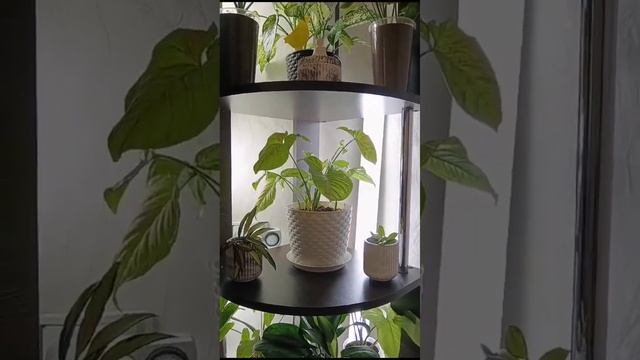 Обзор нового стеллажа для комнатных цветов