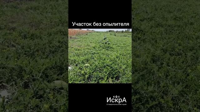 Сравниваем как растет триплоидный (бессменный) арбуз ?