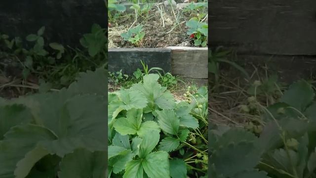 19 июня 2024. грядка с клубникой. обзор.