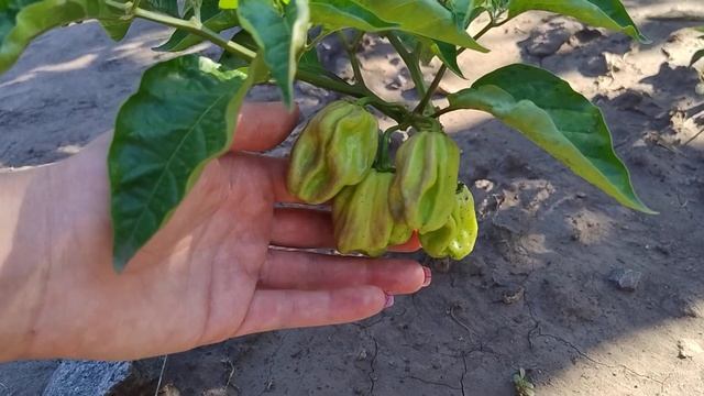 Плоды Хабанеро. Часть 2.