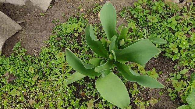 Показываю двор и сад (16.04.25) смотреть онлайн