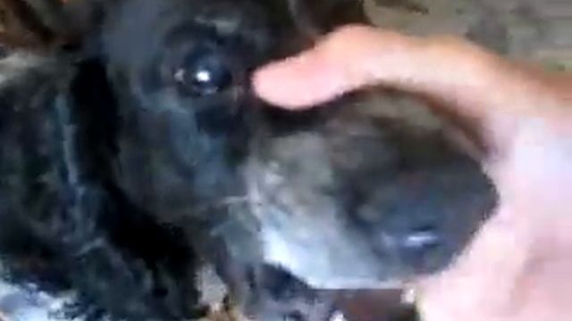 Пёсик просто супер,я чуть не упала со стула!!!!!!!!!!!!!!! смотреть онлайн