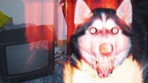 Смайл дог - кто он? Откуда пошла тема?