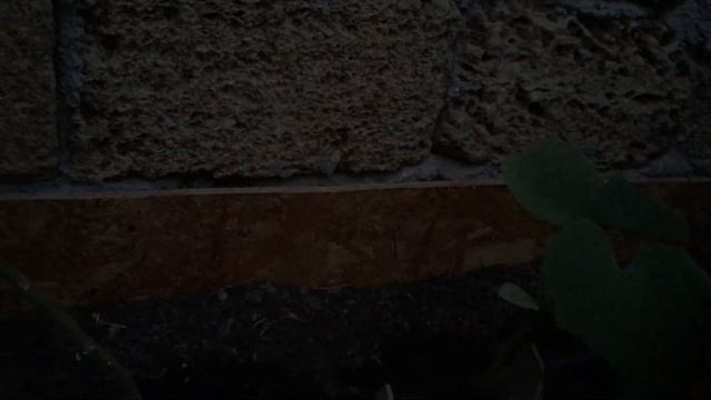 ТОМАТЫ ТОМАТЫ В КОНЦЕ СВОЕГО ПУТИ? ИЛИ НЕТ!