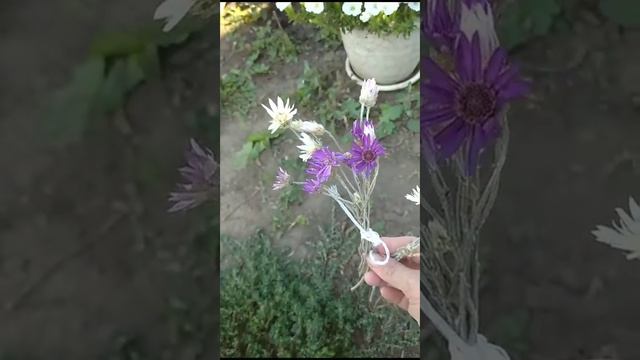 Ксерантерум сухоцвет