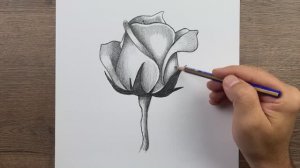 Как нарисовать легкую розу - Пошаговое руководство по рисованию карандашом