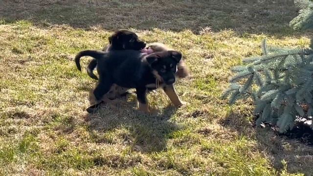 Правильные немецкие овчарки от «Жуолль» - сделано с лю