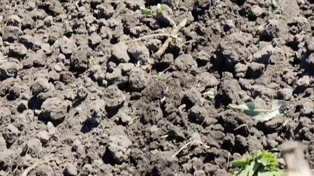 культивируем огород минитрактором Донг Фенг 244 смотреть онлайн