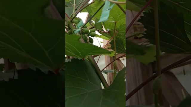 Кишмиш запорожский в начале августа под Гатчиной