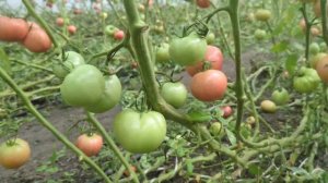 Томат Пинк Хит 29 Августа 2024