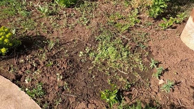 8 Мая. Высадка рассады огурцов в теплицу.