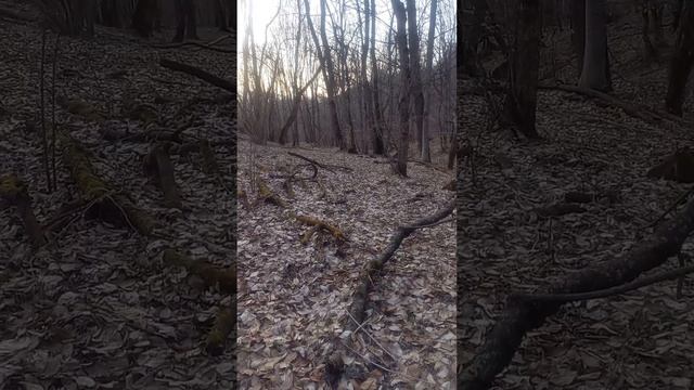 Первый раз в этом 2025 году за черемшой.