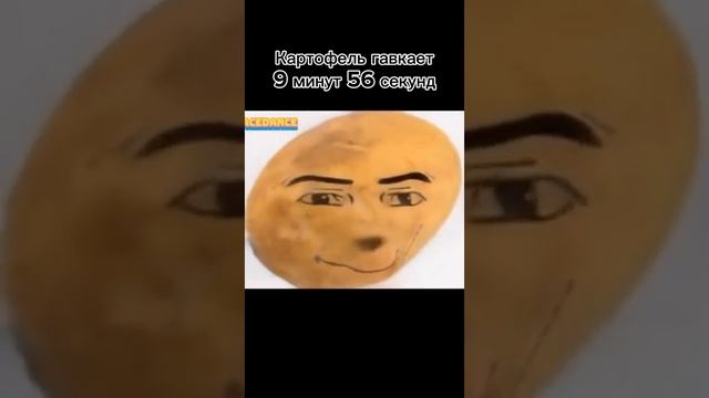 картофель лает 10 минут, шок до чего мир докатился