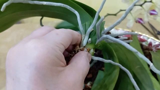 Пересадка старой орхидеи. Грунт 