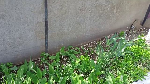 Конец апреля. Первый покос травы 2025г. Сезон открыт 🏡.