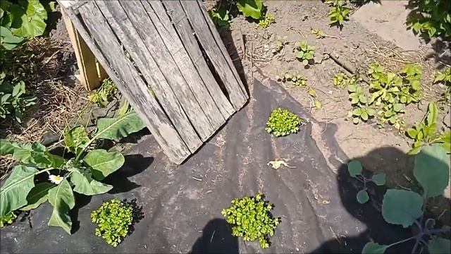 Зреет жимолость.Жара.