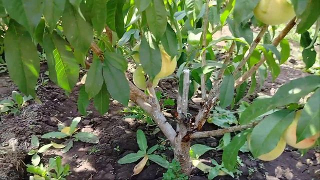 плодоношения персика  выращенного из косточек