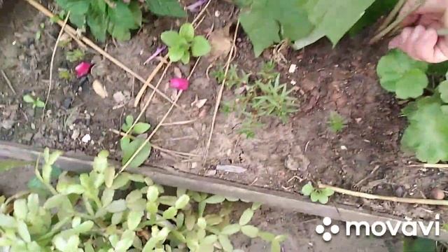 Смешанный влог.Тютина,вишня-красавица,удачная покупк?