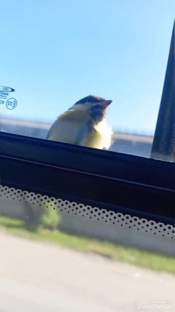 безбилетник//