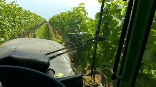 🇩🇪 Работы на винограднике в июле 2021