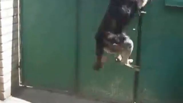 собака олимпийский чемпион