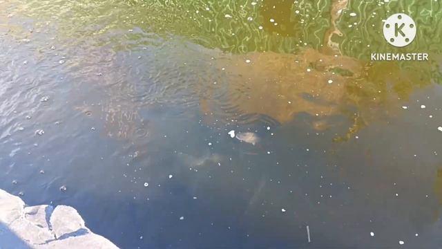 Новости с домашнего пруда. Форель растёт