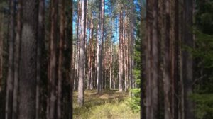 №83 Гармонизация и балансировка структур внутренней воды