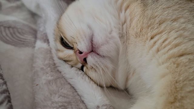 Спать целый День, как ты Майка! Моя Мечта😇😅