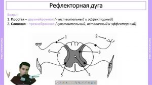 Рефлекторные дуги за 12 минут