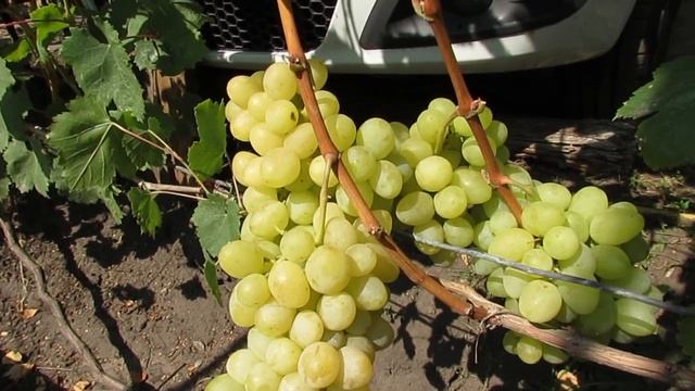 18.08.2024. Виноград 