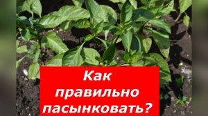 Как формировать молодые кустики перца