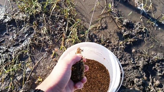 Открыл фидерный сезон карасями и густерой! Рыбалка на