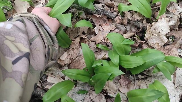 Черемша, коровий лук, коровий лук, львиный лук, широ?