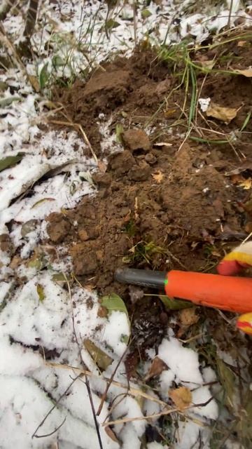 интересное колечко!#леснойскобарь#2023#лес#коп#металлои