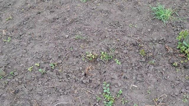 Маракуйя после зимовки. Сезон 2025.