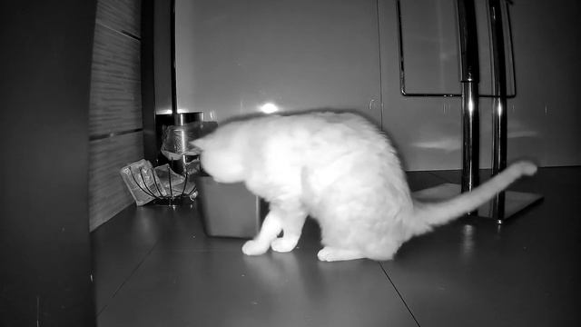 Ночной воришка - Кот Персик. вскрывает банку с едой )))