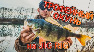Jig Rig выручает в бесклевье | Ловля трофейного окуня осенью | Лучшая оснастка для пассивной рыбы